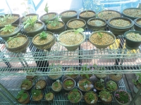 해피니스의 봄꽃들