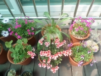 해피니스의 봄꽃들