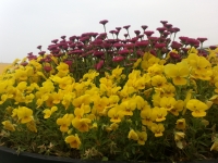 요양원의 꽃정원