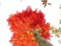 요양원앞 단풍나무