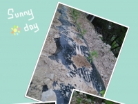 건강 먹거리 채소